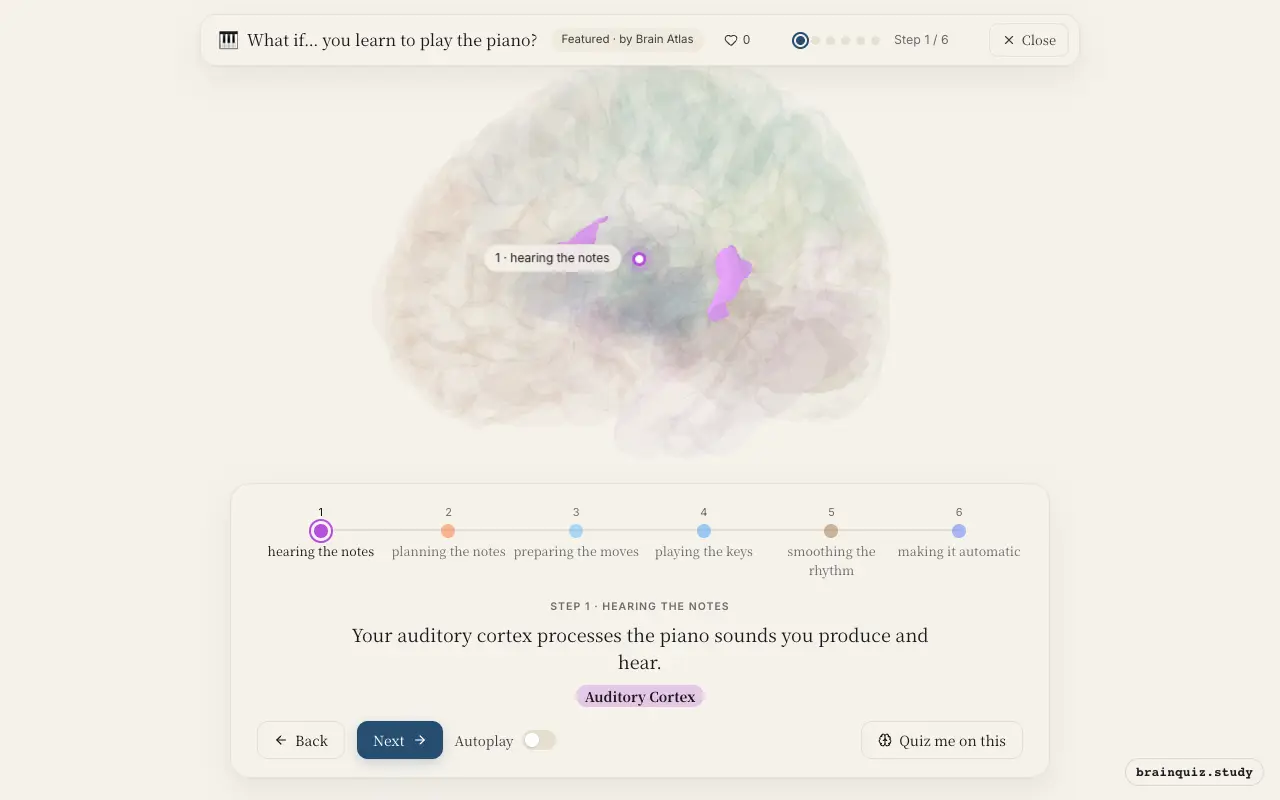 Step 1 of what happens in your brain when you learn to play the piano: Auditory Cortex lit on the Brain Atlas 3D brain
