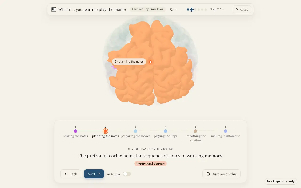 Step 2 of what happens in your brain when you learn to play the piano: Auditory Cortex, Prefrontal Cortex lit on the Brain Atlas 3D brain