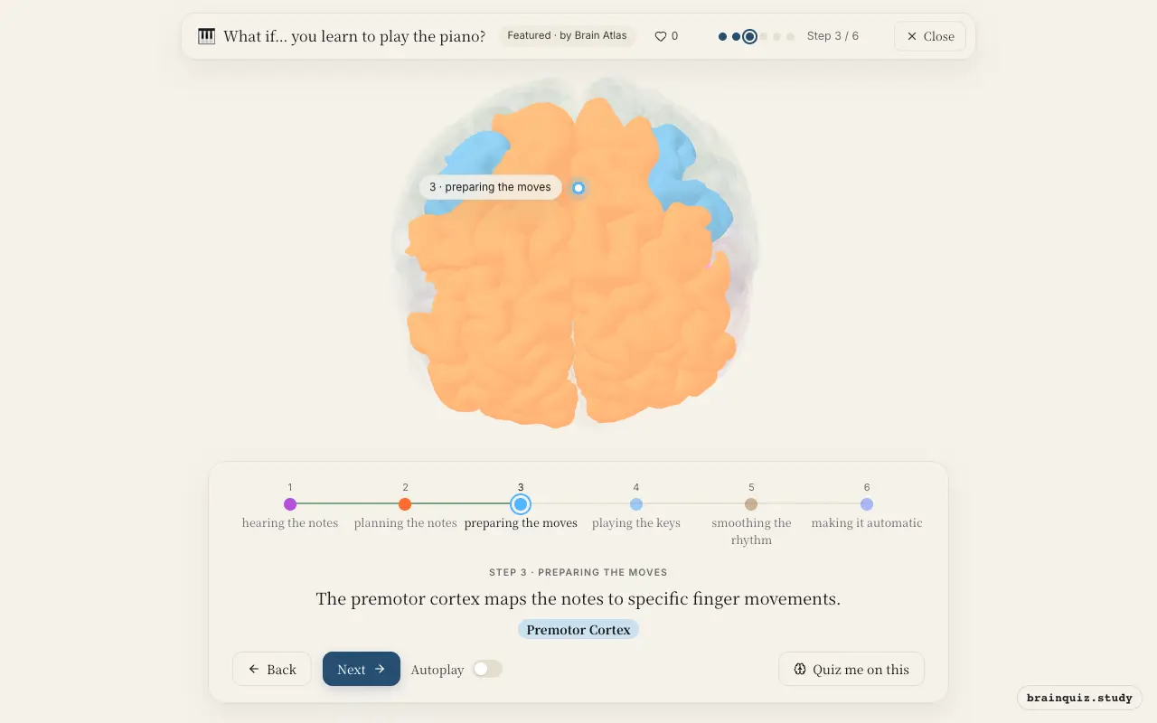 Step 3 of what happens in your brain when you learn to play the piano: Auditory Cortex, Prefrontal Cortex, Premotor Cortex lit on the Brain Atlas 3D brain