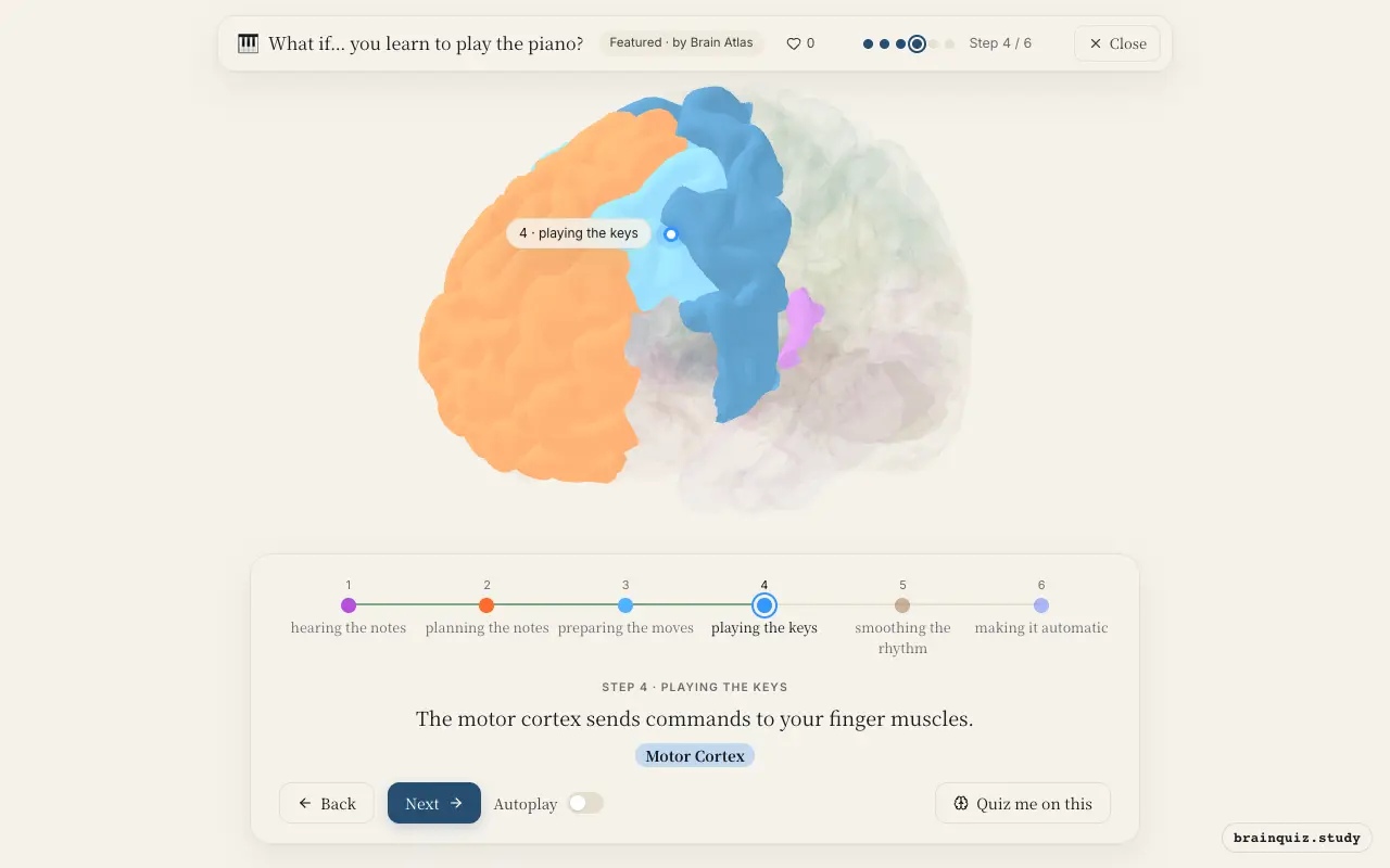 Step 4 of what happens in your brain when you learn to play the piano: Auditory Cortex, Prefrontal Cortex, Premotor Cortex, Motor Cortex lit on the Brain Atlas 3D brain