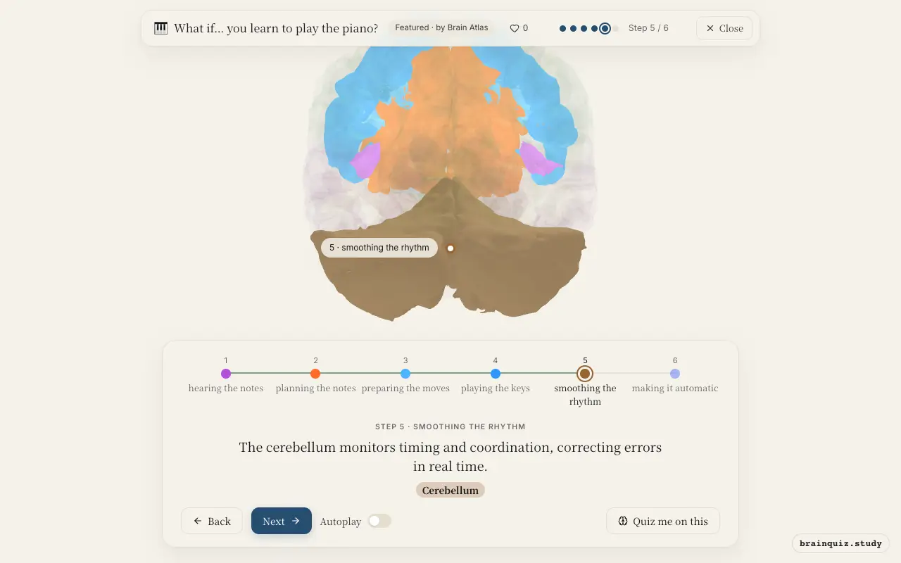 Step 5 of what happens in your brain when you learn to play the piano: Auditory Cortex, Prefrontal Cortex, Premotor Cortex, Motor Cortex, Cerebellum lit on the Brain Atlas 3D brain