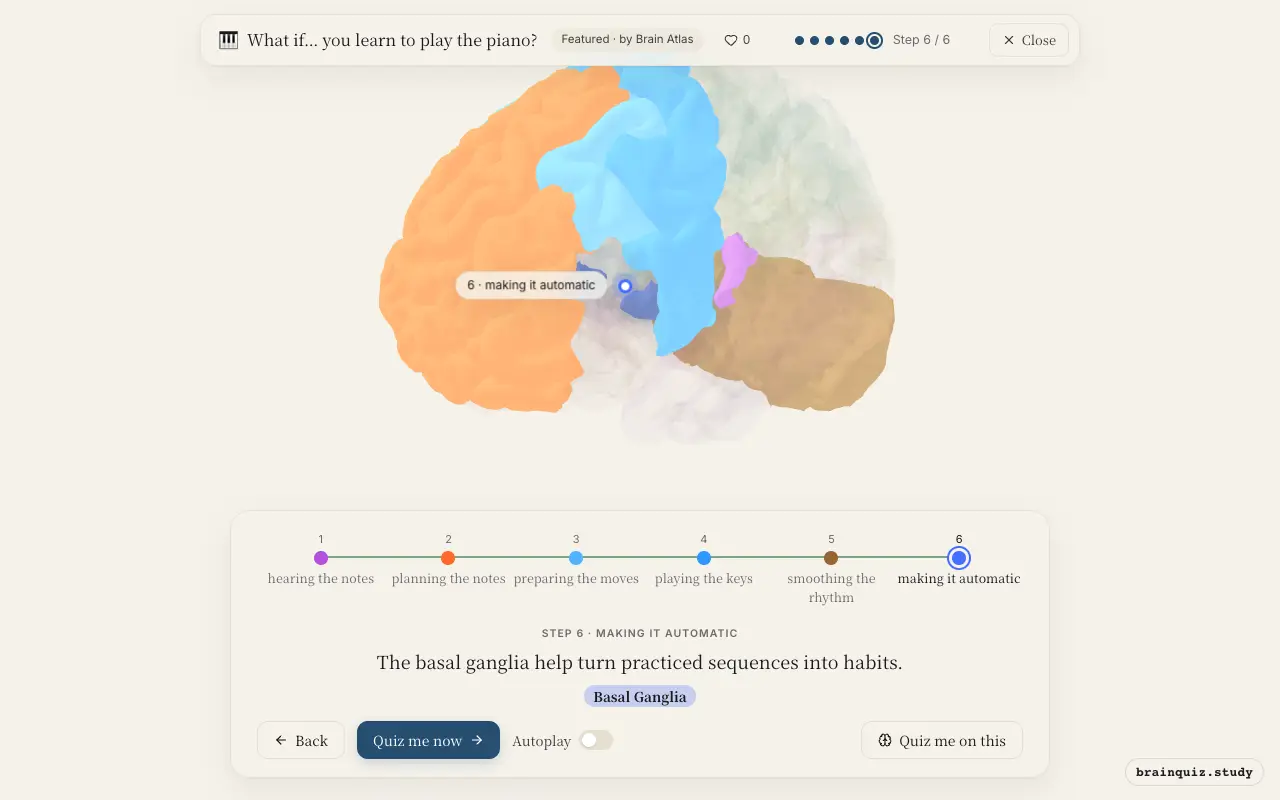 Auditory Cortex, Prefrontal Cortex, Premotor Cortex, Motor Cortex, Cerebellum, Basal Ganglia lit up on the Brain Atlas 3D brain: what happens in your brain when you learn to play the piano