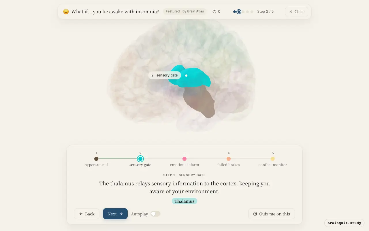 Step 2 of what happens in your brain when you lie awake with insomnia: Brainstem, Thalamus lit on the Brain Atlas 3D brain