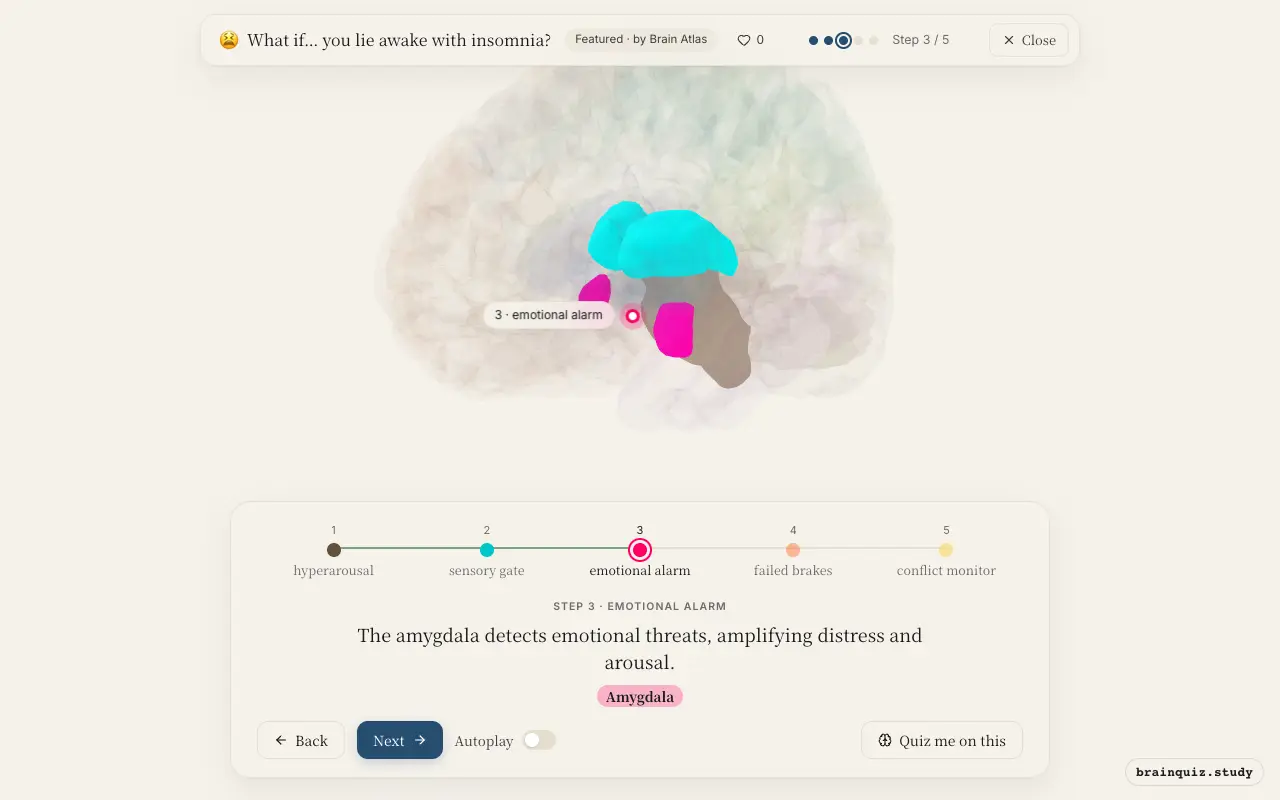 Step 3 of what happens in your brain when you lie awake with insomnia: Brainstem, Thalamus, Amygdala lit on the Brain Atlas 3D brain