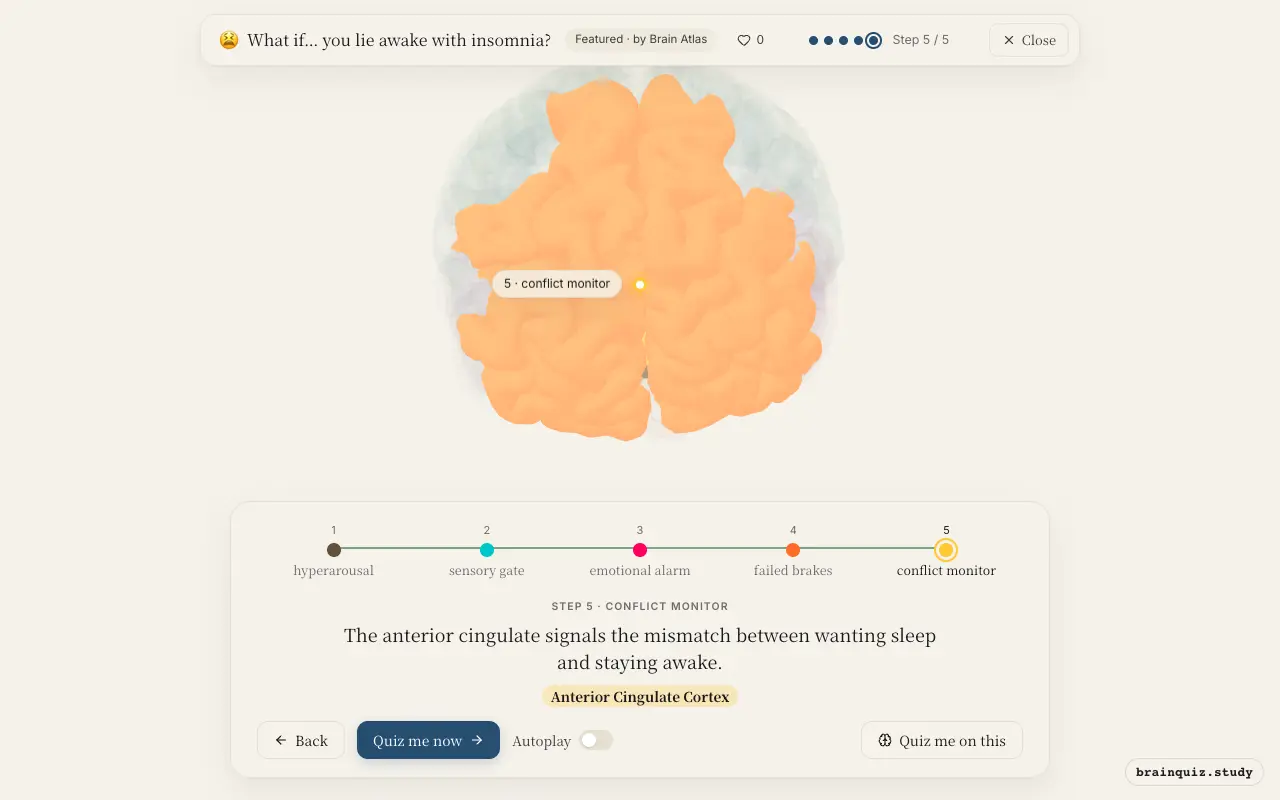 Brainstem, Thalamus, Amygdala, Prefrontal Cortex, Anterior Cingulate Cortex lit up on the Brain Atlas 3D brain: what happens in your brain when you lie awake with insomnia