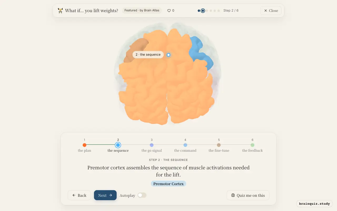 Step 2 of what happens in your brain when you lift weights: Prefrontal Cortex, Premotor Cortex lit on the Brain Atlas 3D brain