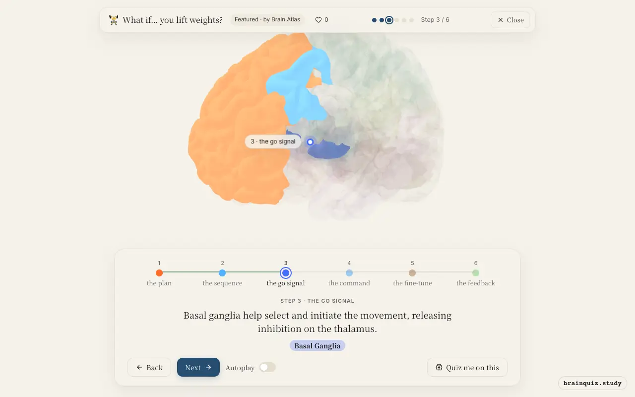 Step 3 of what happens in your brain when you lift weights: Prefrontal Cortex, Premotor Cortex, Basal Ganglia lit on the Brain Atlas 3D brain