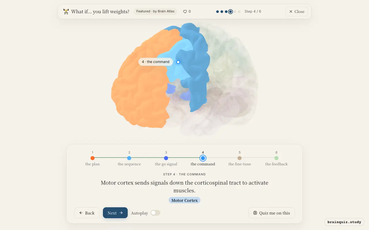 Step 4 of what happens in your brain when you lift weights: Prefrontal Cortex, Premotor Cortex, Basal Ganglia, Motor Cortex lit on the Brain Atlas 3D brain