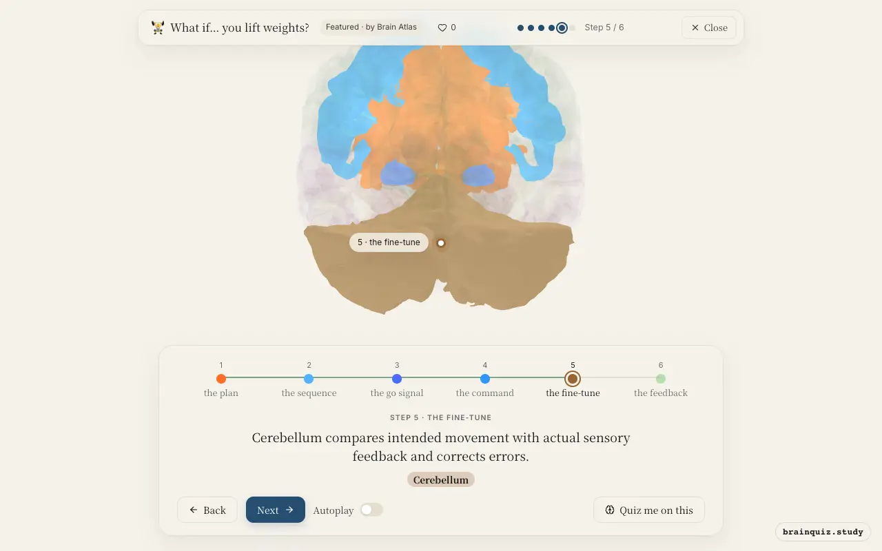 Step 5 of what happens in your brain when you lift weights: Prefrontal Cortex, Premotor Cortex, Basal Ganglia, Motor Cortex, Cerebellum lit on the Brain Atlas 3D brain