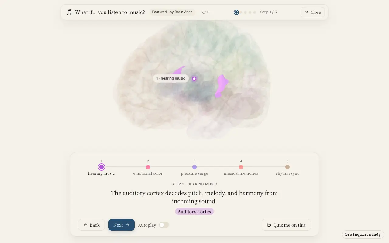 Step 1 of what happens in your brain when you listen to music: Auditory Cortex lit on the Brain Atlas 3D brain