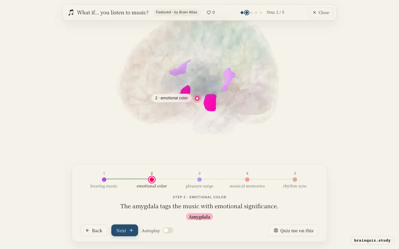 Step 2 of what happens in your brain when you listen to music: Auditory Cortex, Amygdala lit on the Brain Atlas 3D brain