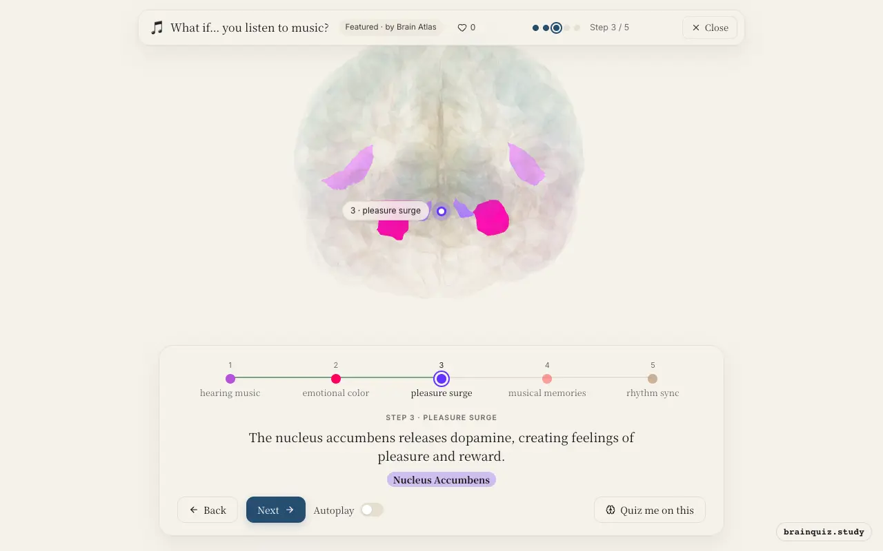 Step 3 of what happens in your brain when you listen to music: Auditory Cortex, Amygdala, Nucleus Accumbens lit on the Brain Atlas 3D brain