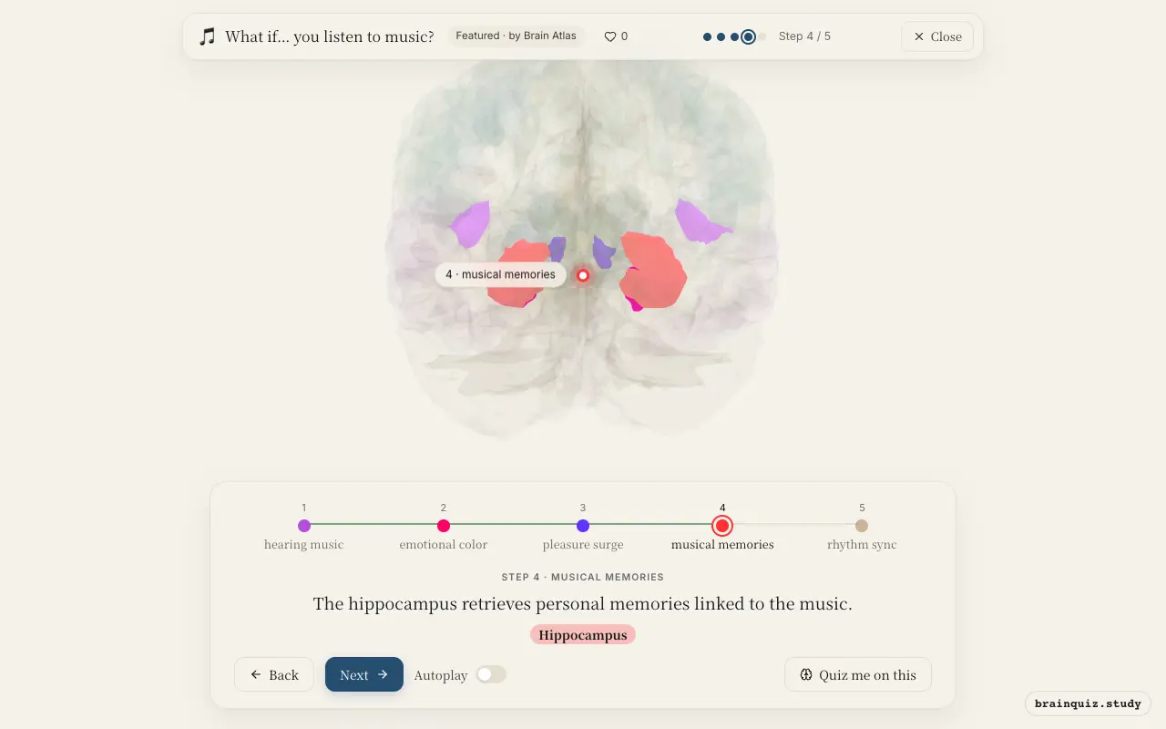 Step 4 of what happens in your brain when you listen to music: Auditory Cortex, Amygdala, Nucleus Accumbens, Hippocampus lit on the Brain Atlas 3D brain