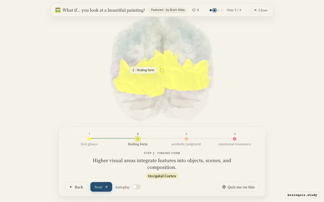 Step 2 of what happens in your brain when you look at a beautiful painting: Visual Cortex, Occipital Cortex lit on the Brain Atlas 3D brain