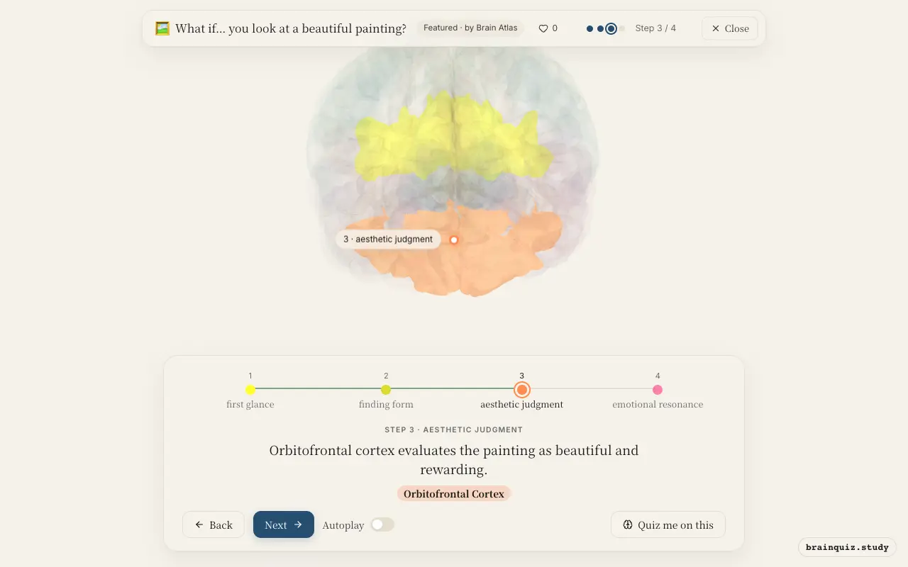 Step 3 of what happens in your brain when you look at a beautiful painting: Visual Cortex, Occipital Cortex, Orbitofrontal Cortex lit on the Brain Atlas 3D brain
