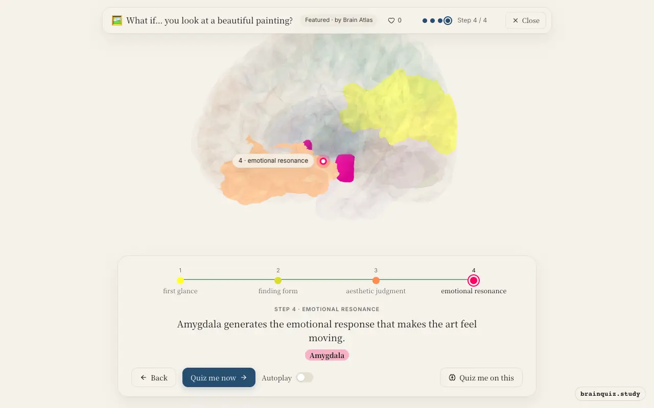 Visual Cortex, Occipital Cortex, Orbitofrontal Cortex, Amygdala lit up on the Brain Atlas 3D brain: what happens in your brain when you look at a beautiful painting