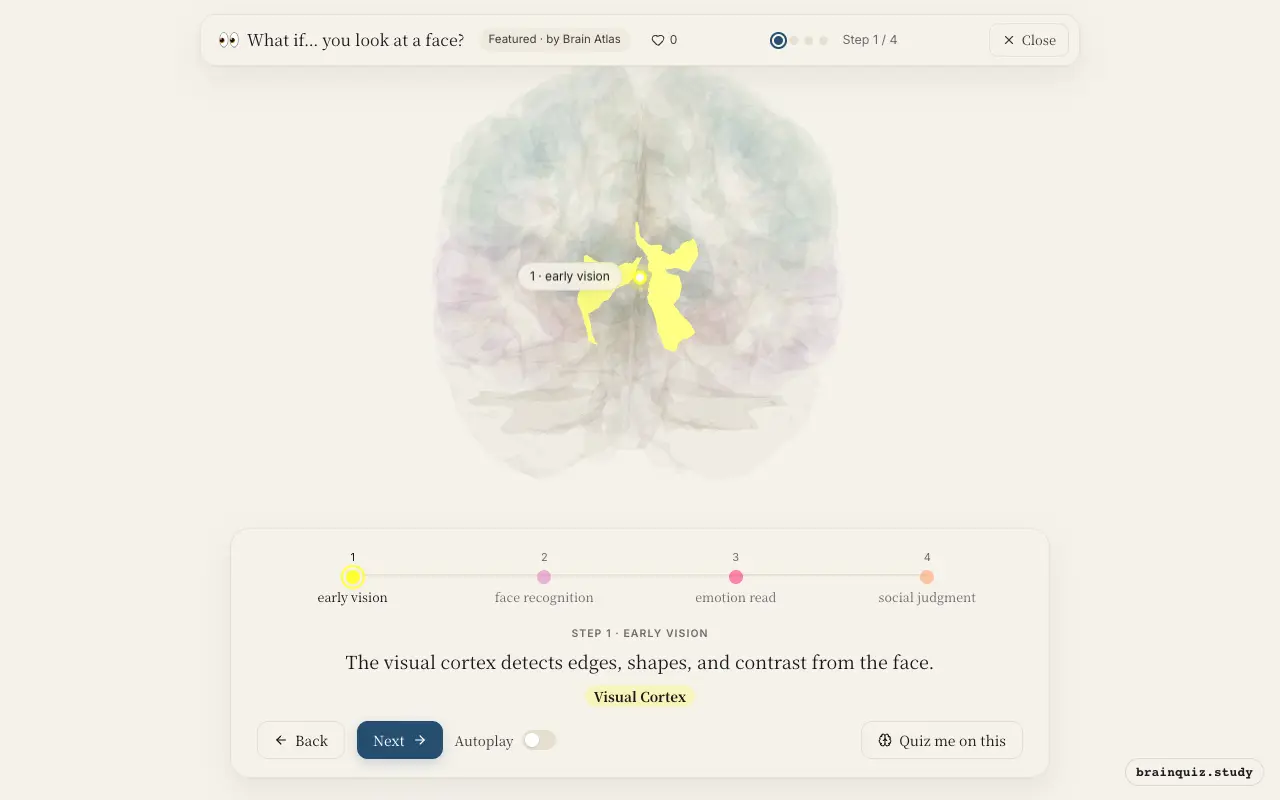Step 1 of what happens in your brain when you look at a face: Visual Cortex lit on the Brain Atlas 3D brain