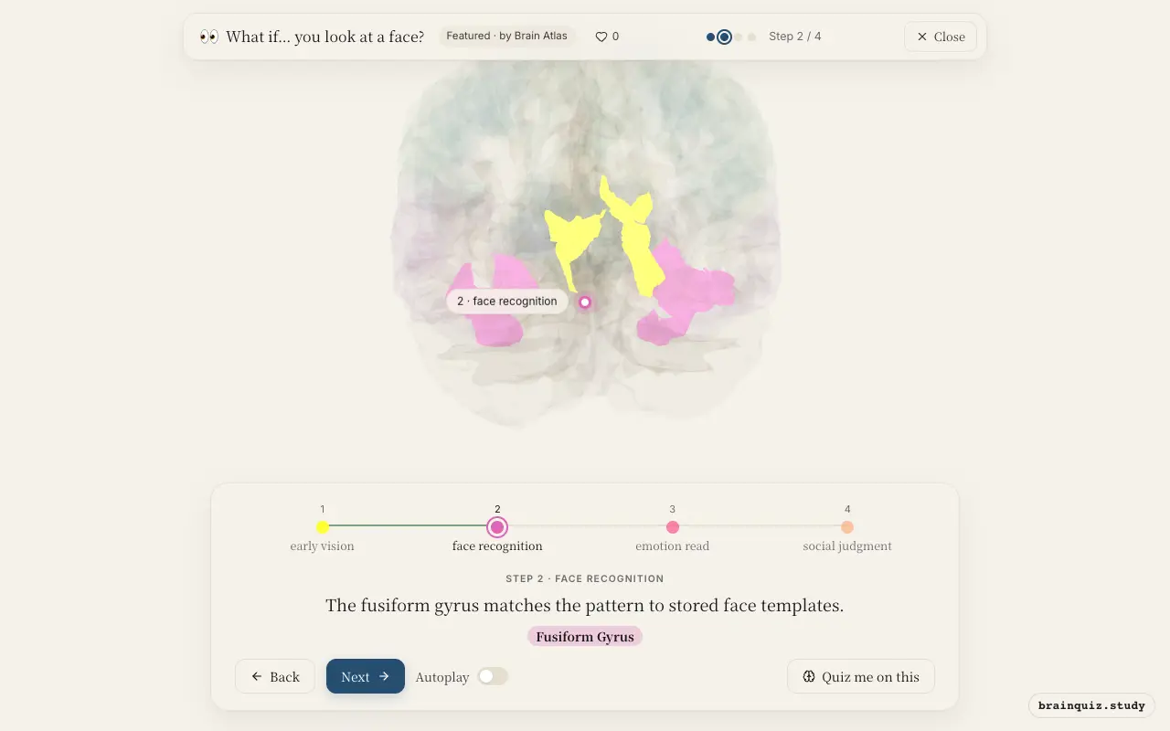 Step 2 of what happens in your brain when you look at a face: Visual Cortex, Fusiform Gyrus lit on the Brain Atlas 3D brain