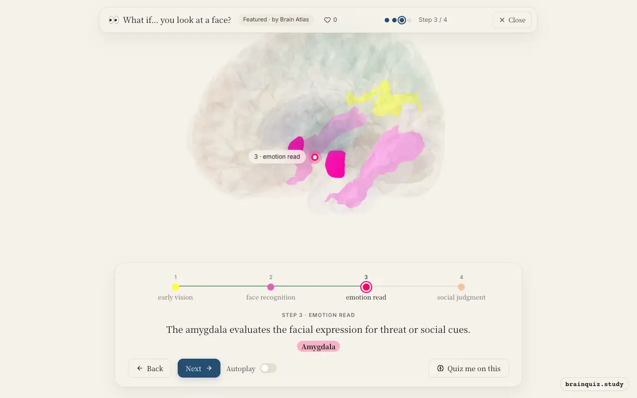 Step 3 of what happens in your brain when you look at a face: Visual Cortex, Fusiform Gyrus, Amygdala lit on the Brain Atlas 3D brain