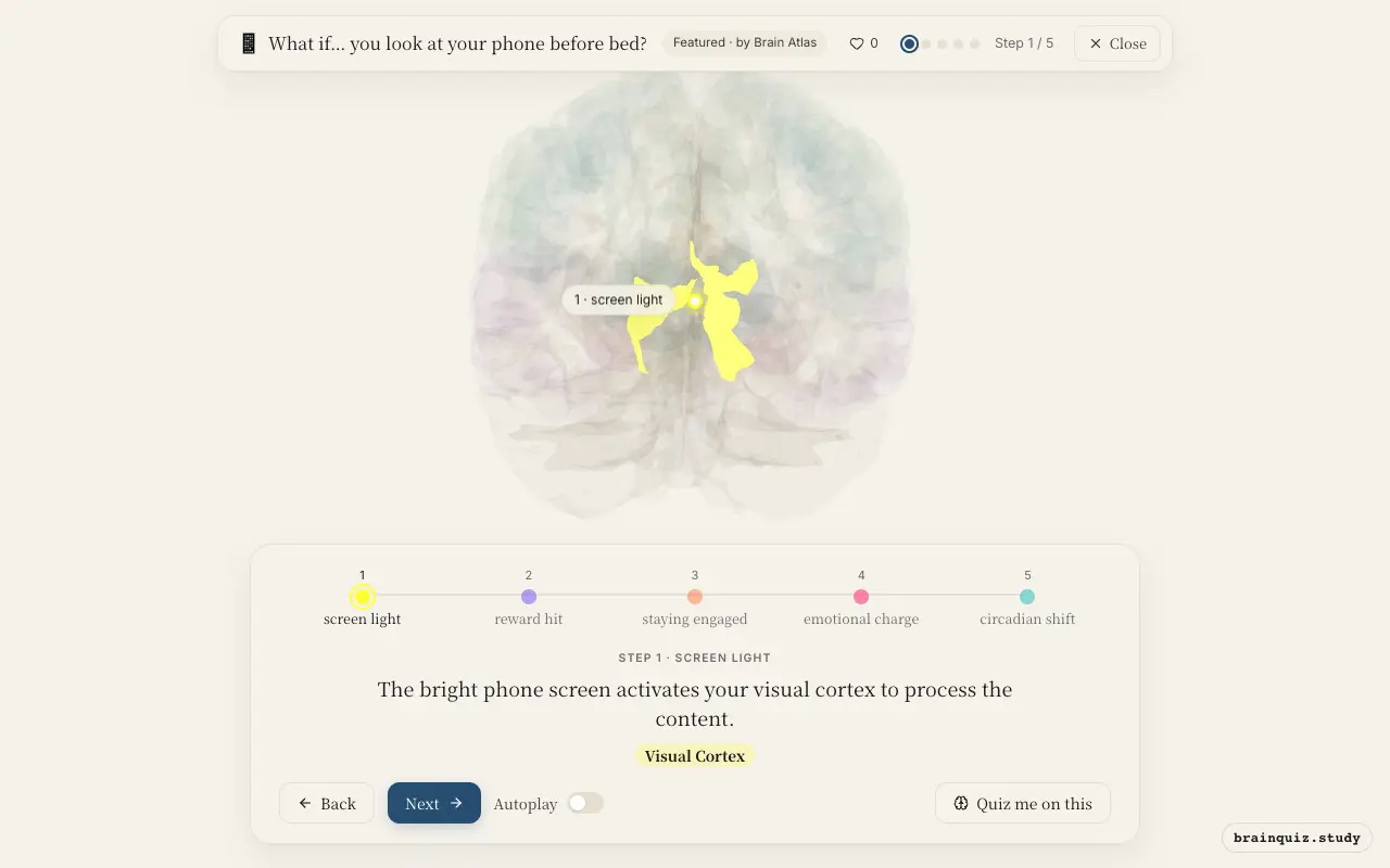 Step 1 of what happens in your brain when you look at your phone before bed: Visual Cortex lit on the Brain Atlas 3D brain