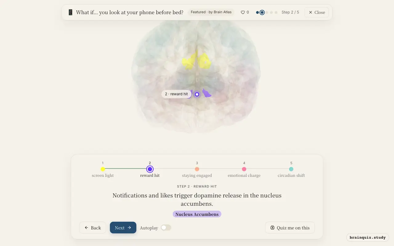 Step 2 of what happens in your brain when you look at your phone before bed: Visual Cortex, Nucleus Accumbens lit on the Brain Atlas 3D brain