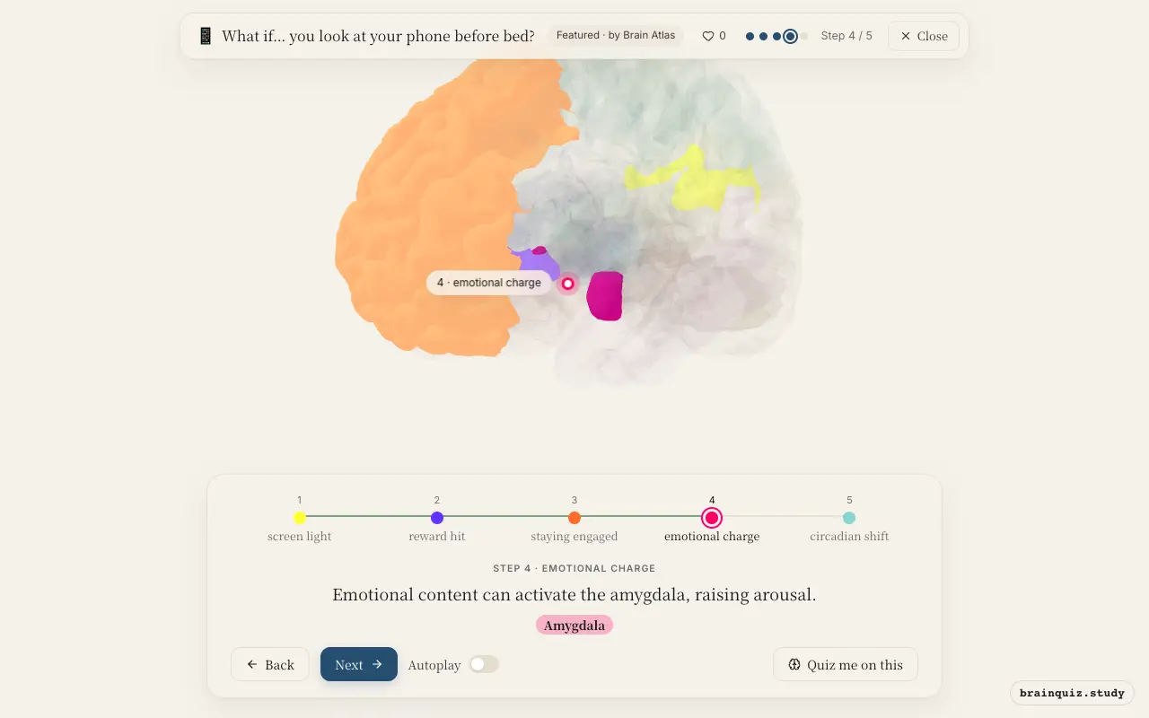 Step 4 of what happens in your brain when you look at your phone before bed: Visual Cortex, Nucleus Accumbens, Prefrontal Cortex, Amygdala lit on the Brain Atlas 3D brain