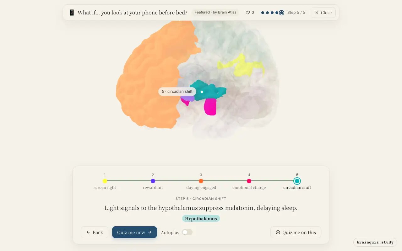 Visual Cortex, Nucleus Accumbens, Prefrontal Cortex, Amygdala, Hypothalamus lit up on the Brain Atlas 3D brain: what happens in your brain when you look at your phone before bed