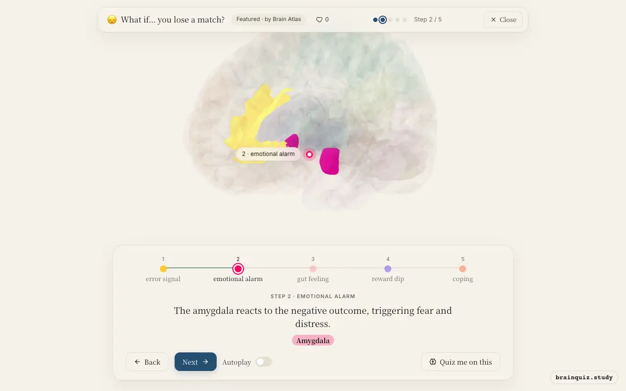 Step 2 of what happens in your brain when you lose a match: Anterior Cingulate Cortex, Amygdala lit on the Brain Atlas 3D brain