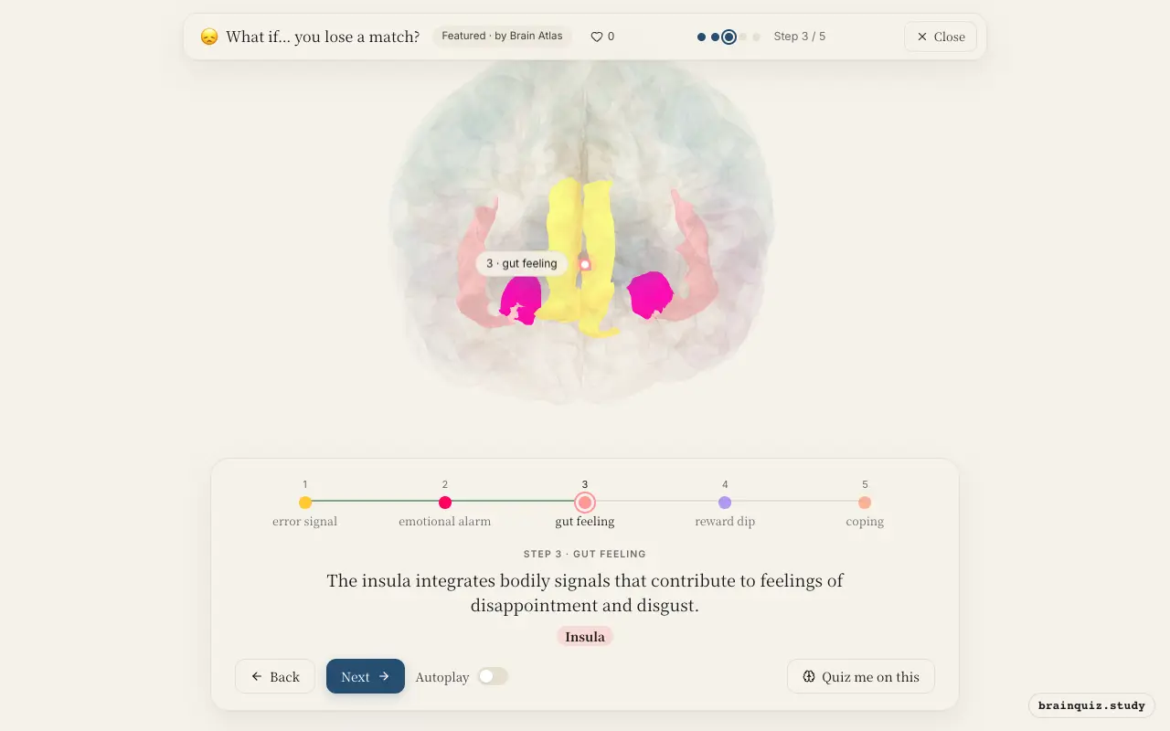 Step 3 of what happens in your brain when you lose a match: Anterior Cingulate Cortex, Amygdala, Insula lit on the Brain Atlas 3D brain