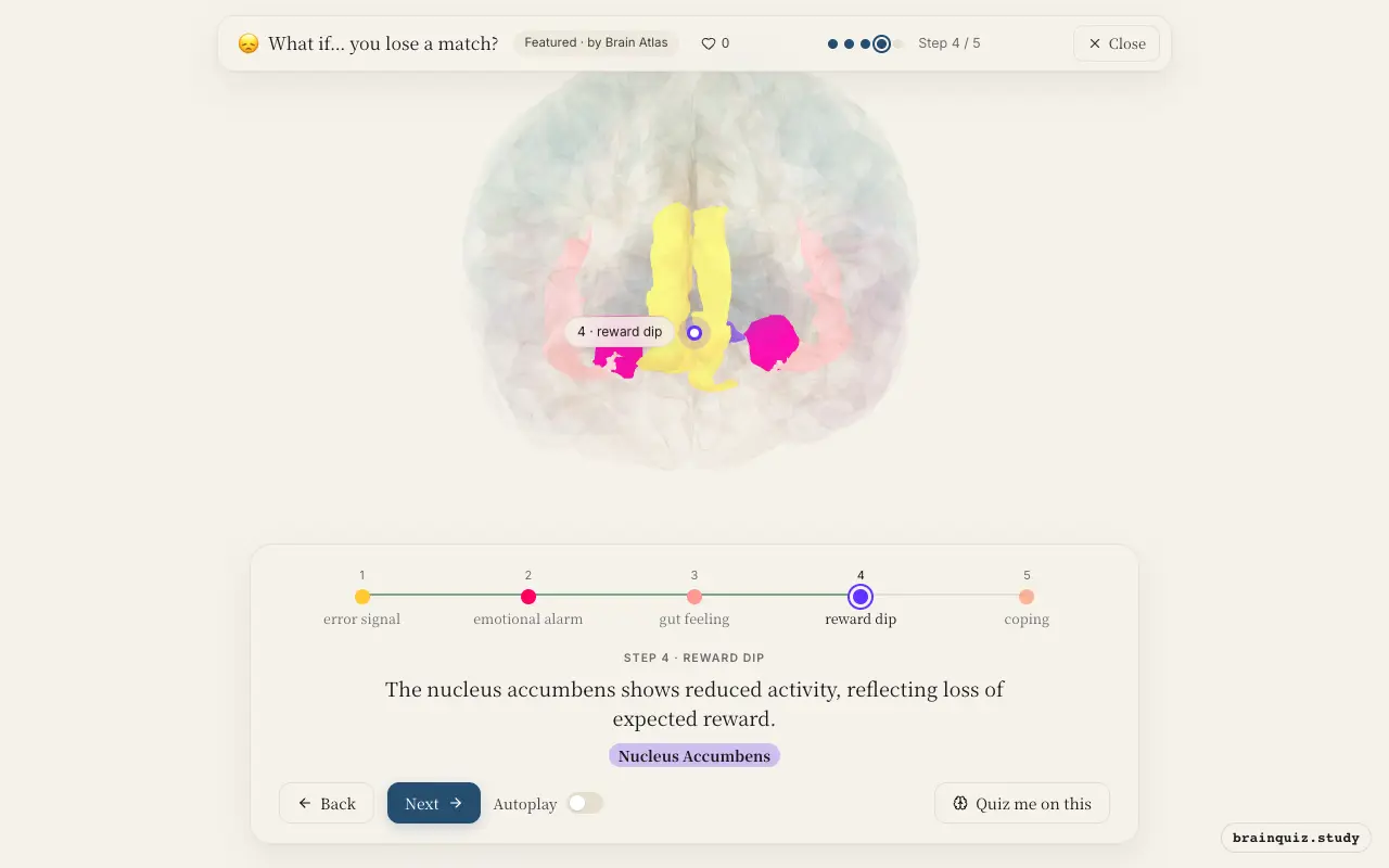 Step 4 of what happens in your brain when you lose a match: Anterior Cingulate Cortex, Amygdala, Insula, Nucleus Accumbens lit on the Brain Atlas 3D brain