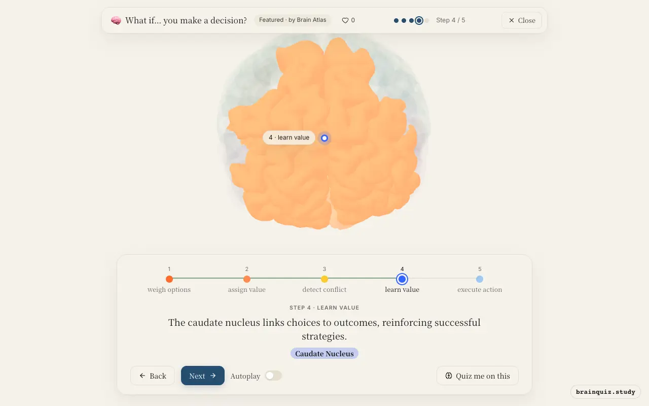 Step 4 of what happens in your brain when you make a decision: Prefrontal Cortex, Orbitofrontal Cortex, Anterior Cingulate Cortex, Caudate Nucleus lit on the Brain Atlas 3D brain