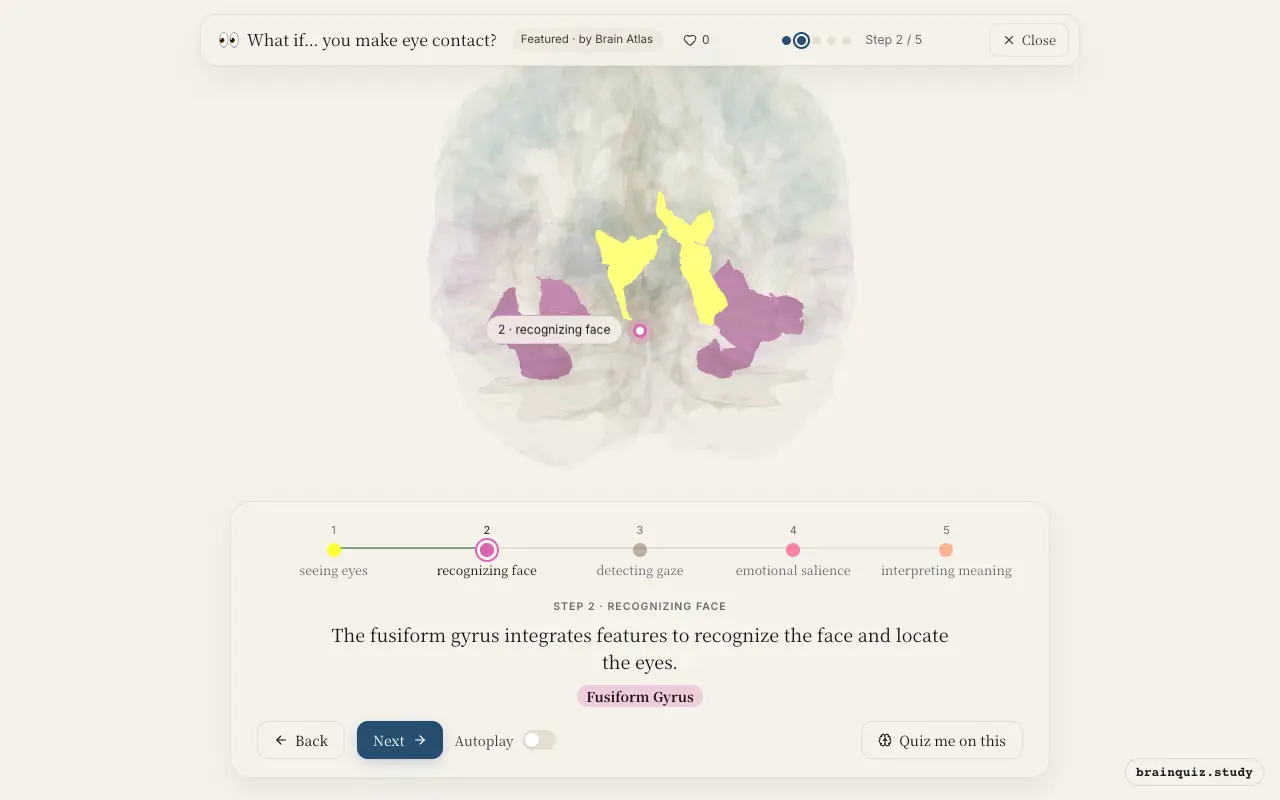 Step 2 of what happens in your brain when you make eye contact: Visual Cortex, Fusiform Gyrus lit on the Brain Atlas 3D brain