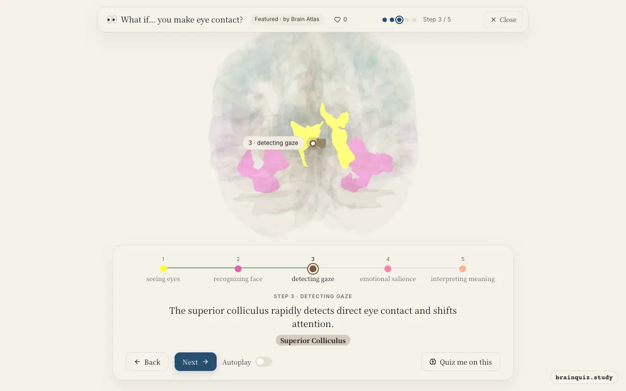 Step 3 of what happens in your brain when you make eye contact: Visual Cortex, Fusiform Gyrus, Superior Colliculus lit on the Brain Atlas 3D brain