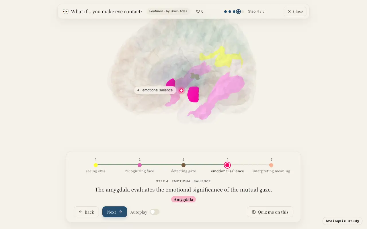 Step 4 of what happens in your brain when you make eye contact: Visual Cortex, Fusiform Gyrus, Superior Colliculus, Amygdala lit on the Brain Atlas 3D brain