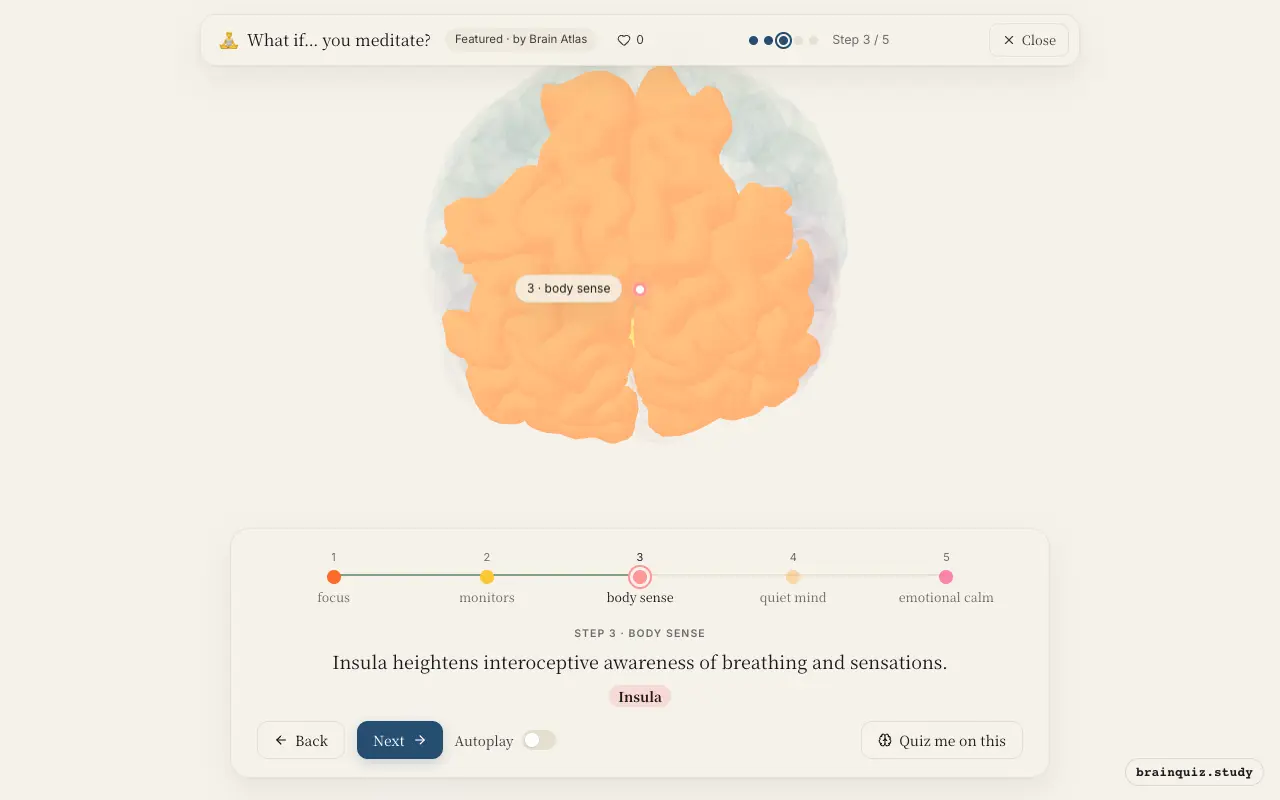 Step 3 of what happens in your brain when you meditate: Prefrontal Cortex, Anterior Cingulate Cortex, Insula lit on the Brain Atlas 3D brain
