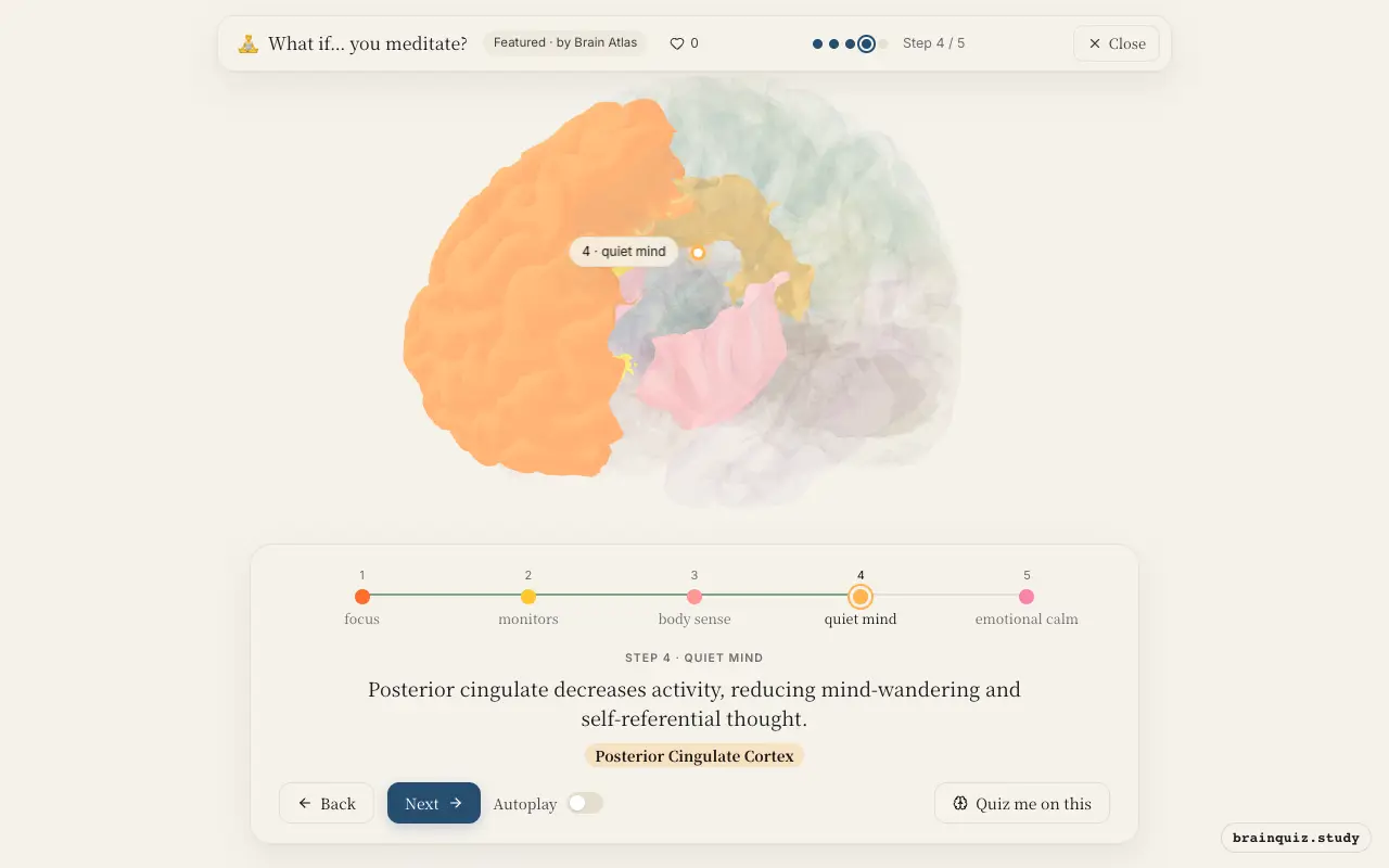 Step 4 of what happens in your brain when you meditate: Prefrontal Cortex, Anterior Cingulate Cortex, Insula, Posterior Cingulate Cortex lit on the Brain Atlas 3D brain