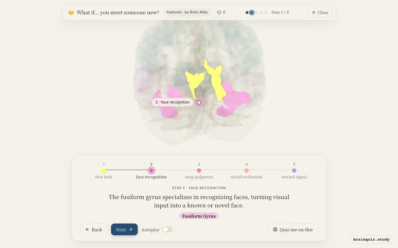 Step 2 of what happens in your brain when you meet someone new: Visual Cortex, Fusiform Gyrus lit on the Brain Atlas 3D brain