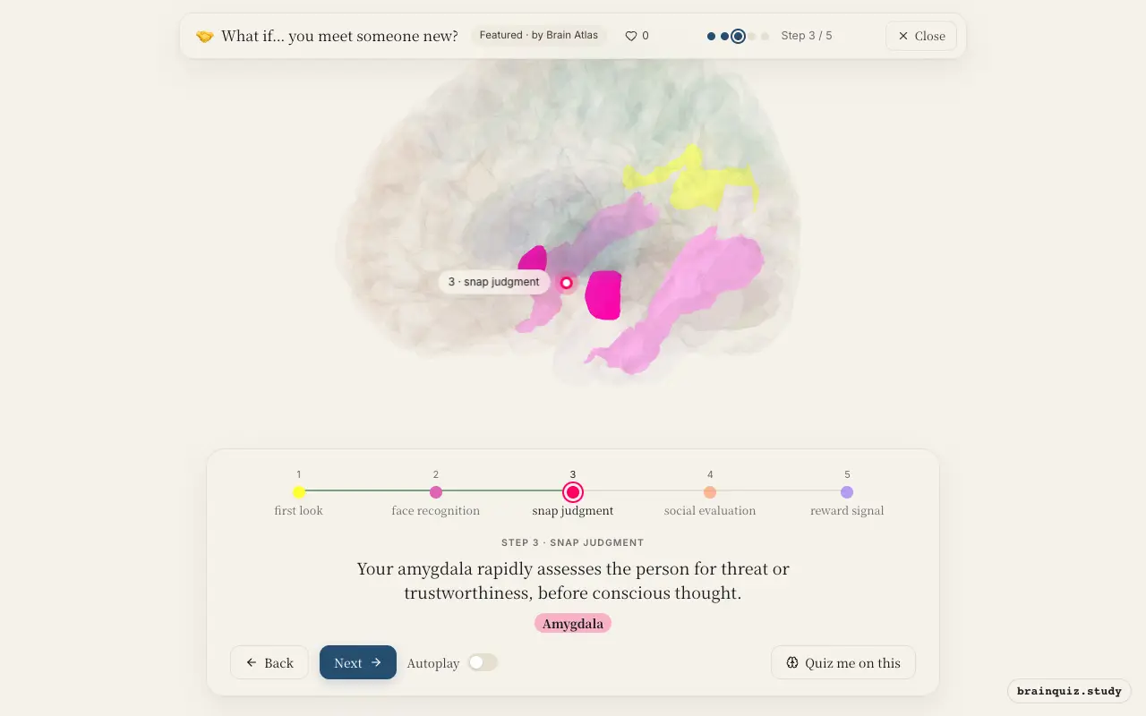 Step 3 of what happens in your brain when you meet someone new: Visual Cortex, Fusiform Gyrus, Amygdala lit on the Brain Atlas 3D brain