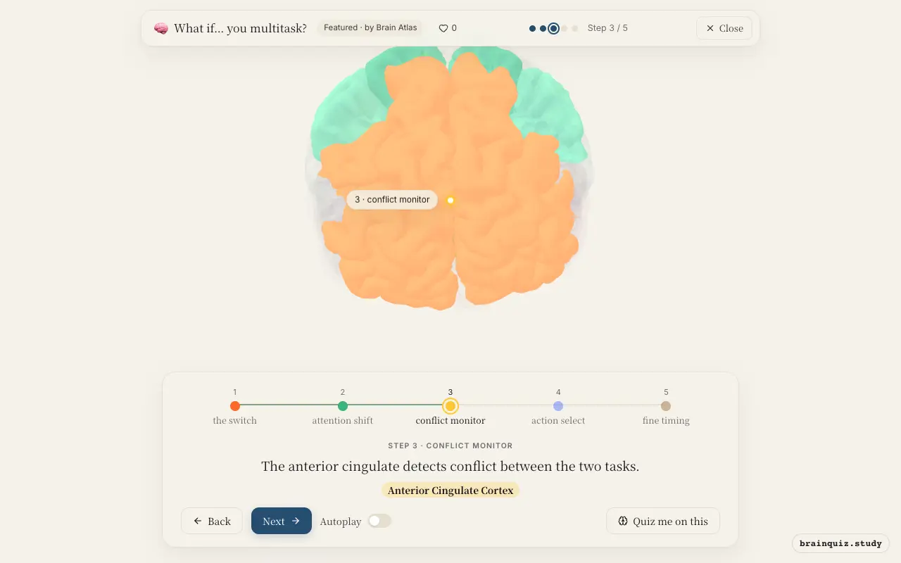 Step 3 of what happens in your brain when you multitask: Prefrontal Cortex, Parietal Cortex, Anterior Cingulate Cortex lit on the Brain Atlas 3D brain
