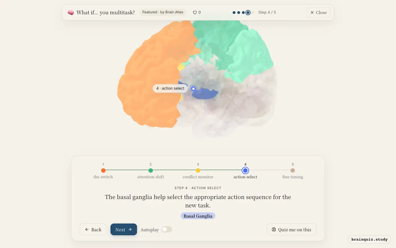 Step 4 of what happens in your brain when you multitask: Prefrontal Cortex, Parietal Cortex, Anterior Cingulate Cortex, Basal Ganglia lit on the Brain Atlas 3D brain