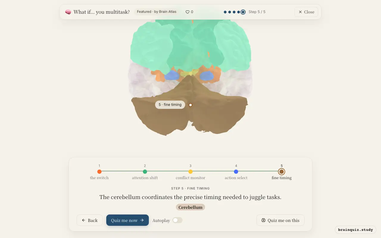 Prefrontal Cortex, Parietal Cortex, Anterior Cingulate Cortex, Basal Ganglia, Cerebellum lit up on the Brain Atlas 3D brain: what happens in your brain when you multitask