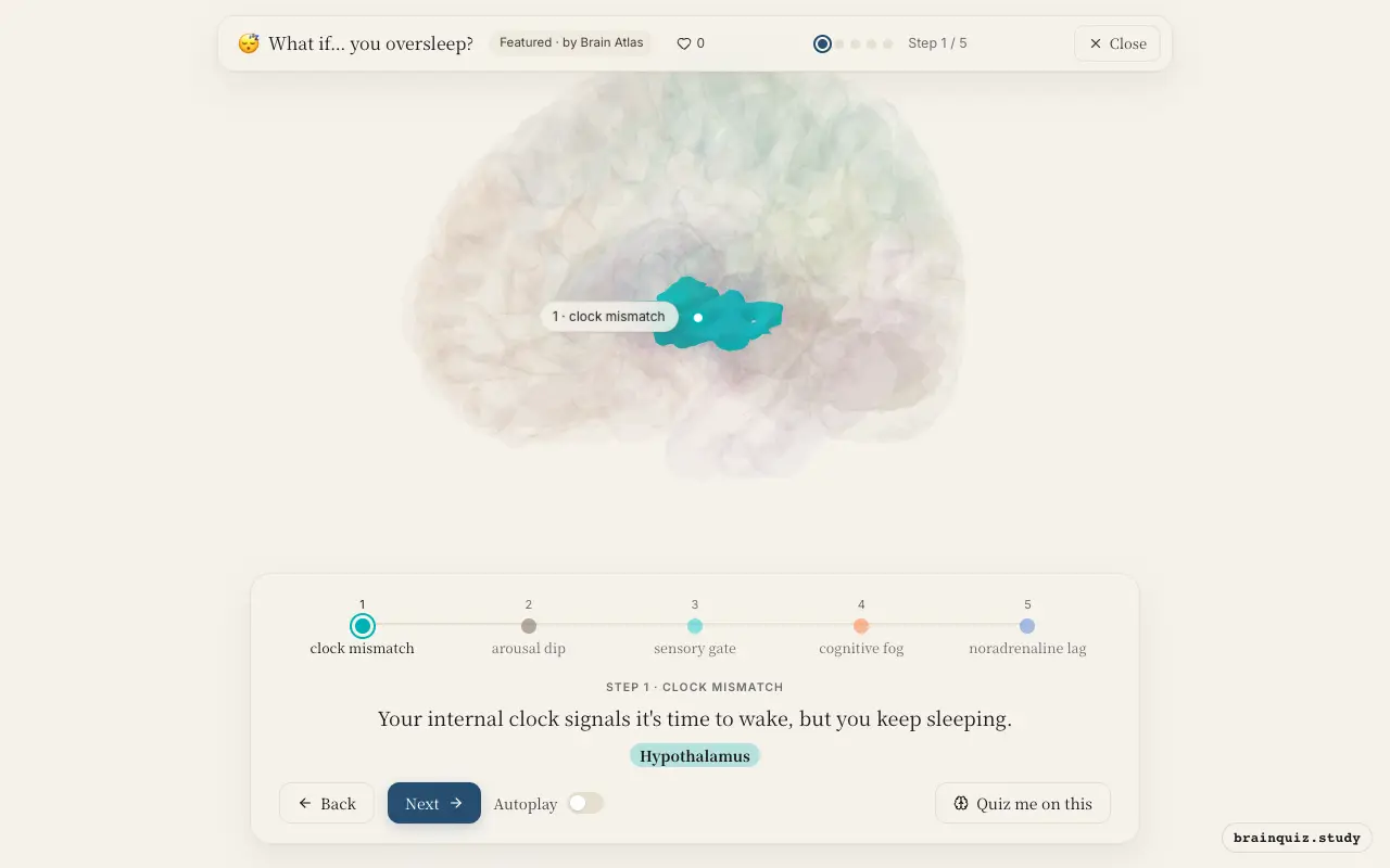 Step 1 of what happens in your brain when you oversleep: Hypothalamus lit on the Brain Atlas 3D brain