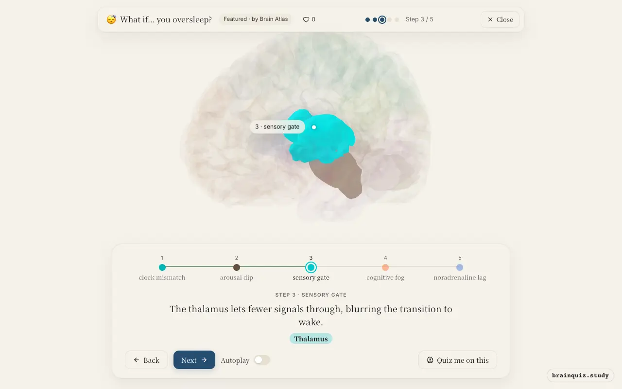 Step 3 of what happens in your brain when you oversleep: Hypothalamus, Brainstem, Thalamus lit on the Brain Atlas 3D brain