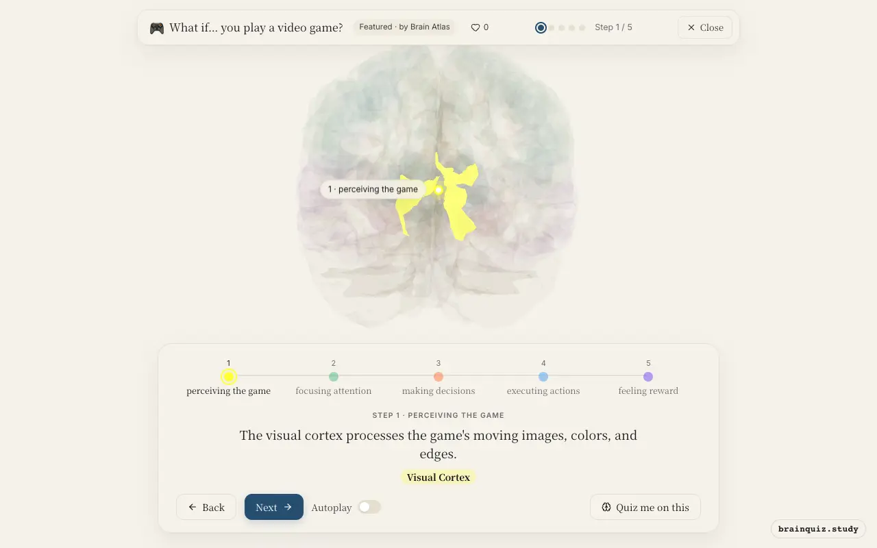 Step 1 of what happens in your brain when you play a video game: Visual Cortex lit on the Brain Atlas 3D brain