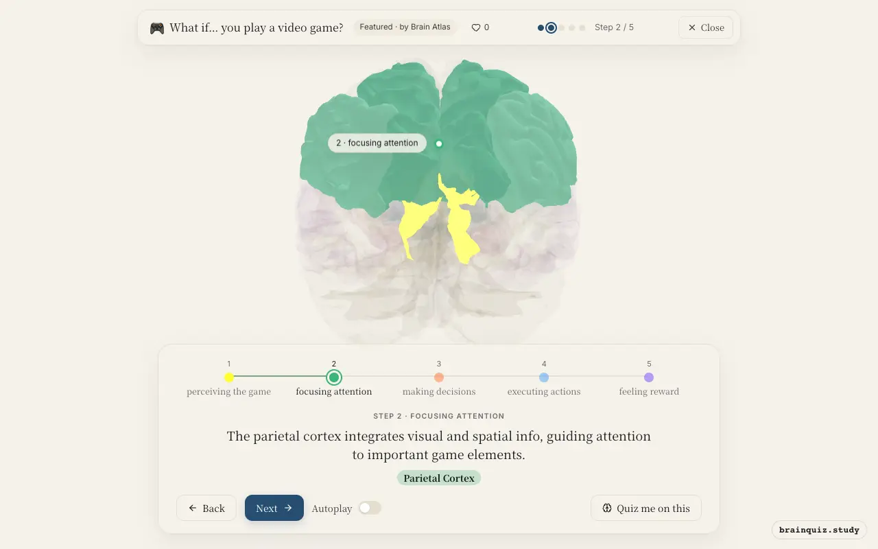 Step 2 of what happens in your brain when you play a video game: Visual Cortex, Parietal Cortex lit on the Brain Atlas 3D brain