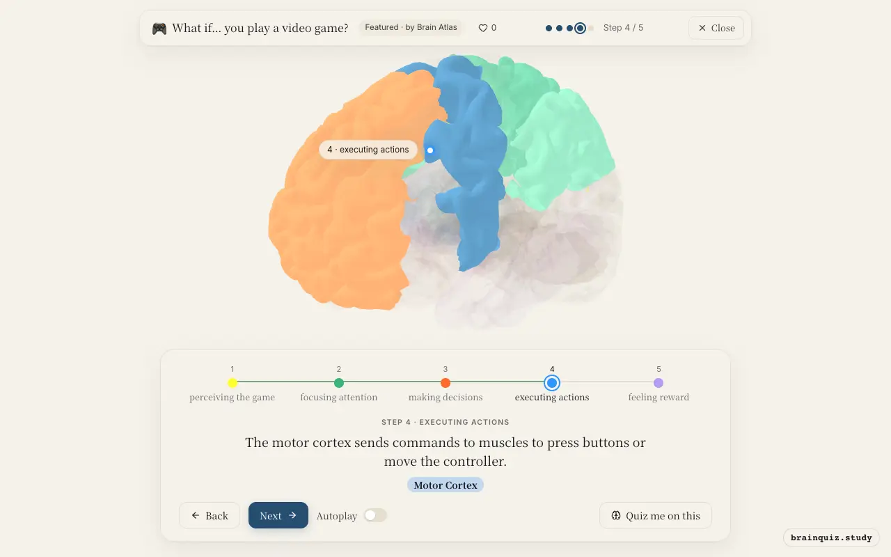 Step 4 of what happens in your brain when you play a video game: Visual Cortex, Parietal Cortex, Prefrontal Cortex, Motor Cortex lit on the Brain Atlas 3D brain
