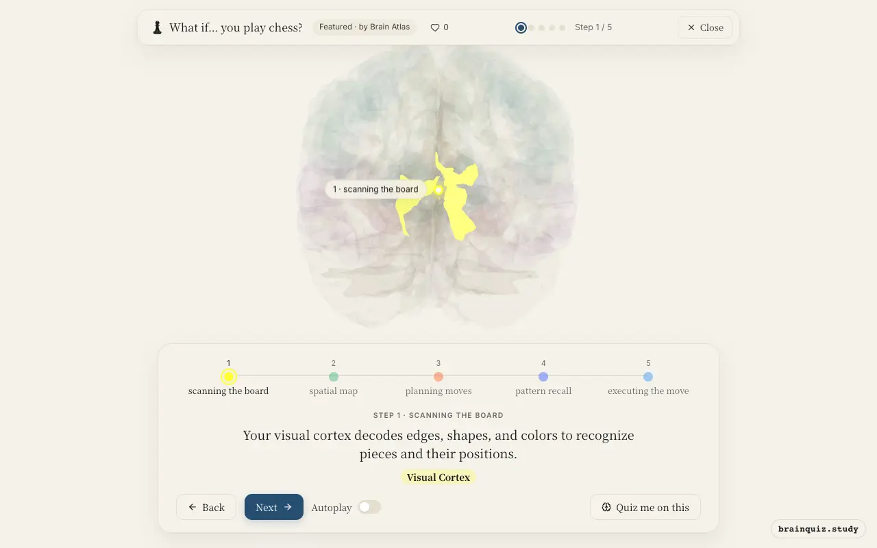 Step 1 of what happens in your brain when you play chess: Visual Cortex lit on the Brain Atlas 3D brain