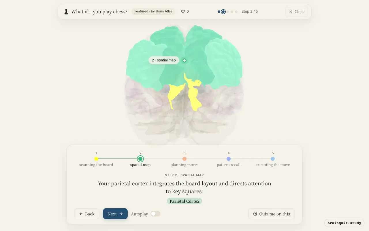 Step 2 of what happens in your brain when you play chess: Visual Cortex, Parietal Cortex lit on the Brain Atlas 3D brain