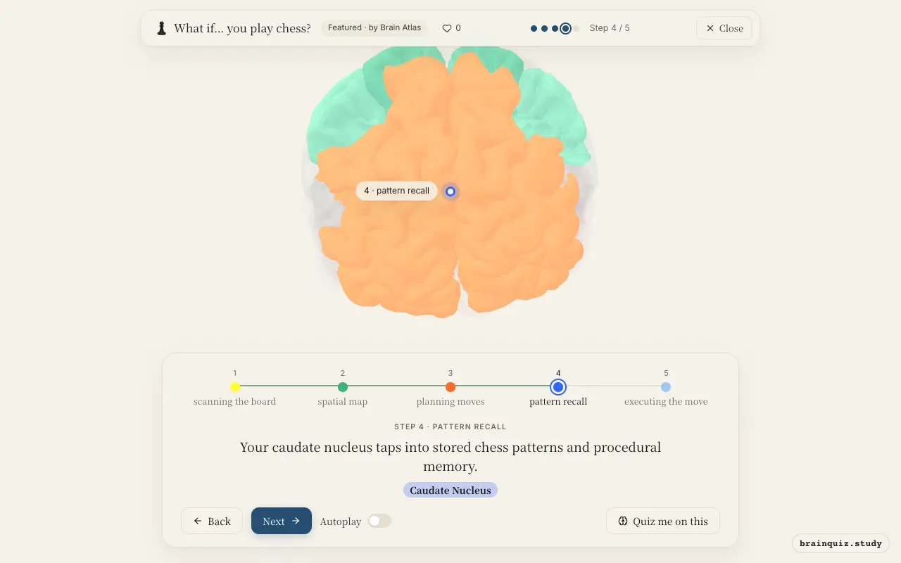 Step 4 of what happens in your brain when you play chess: Visual Cortex, Parietal Cortex, Prefrontal Cortex, Caudate Nucleus lit on the Brain Atlas 3D brain
