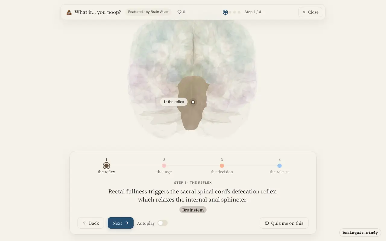 Step 1 of what happens in your brain when you poop: Brainstem lit on the Brain Atlas 3D brain